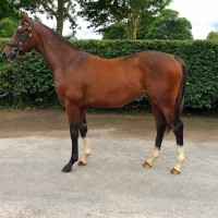 Lot 5 Oasis Dream - Yesterday